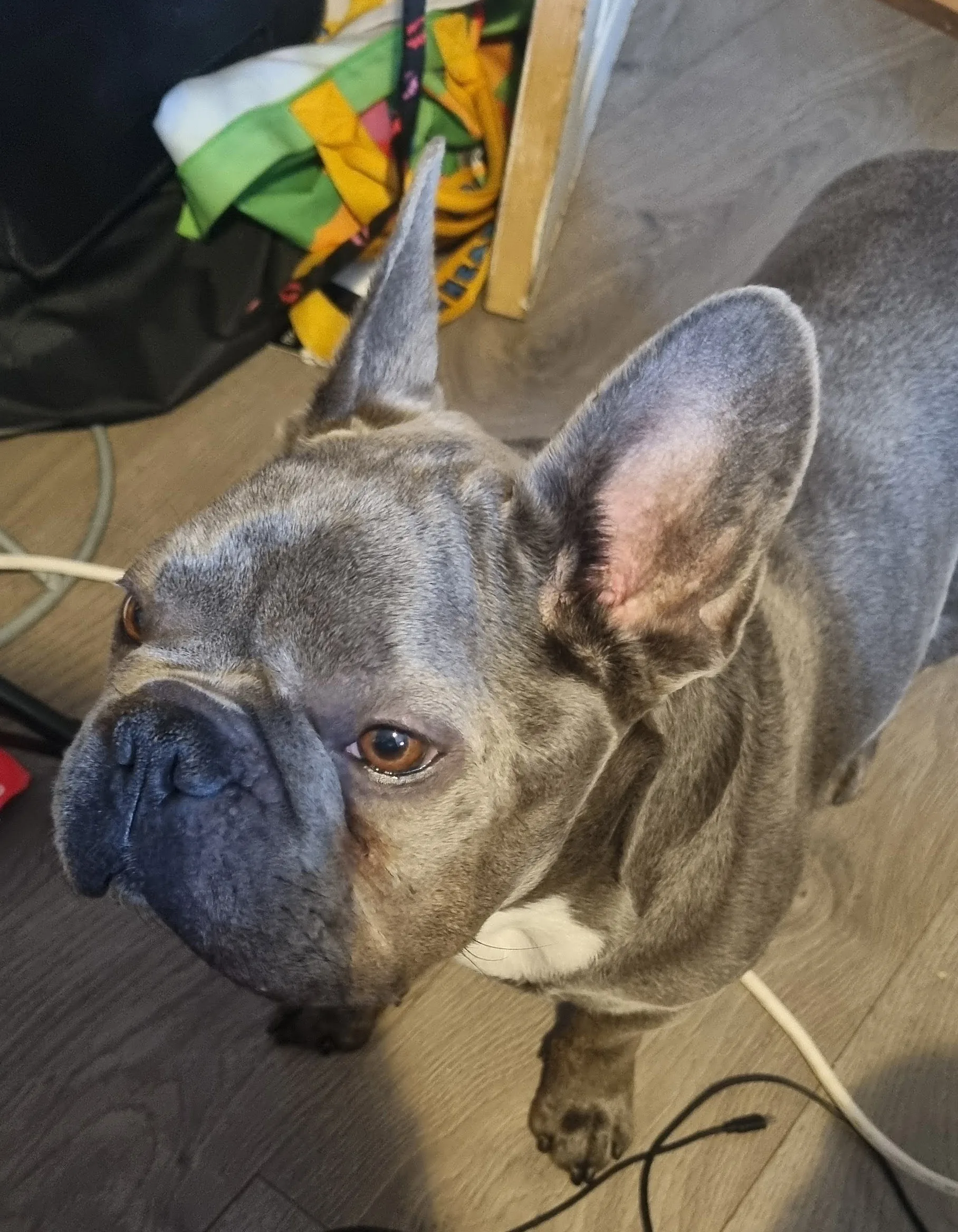 NIPSY CROPPED NIPSY CROPPED